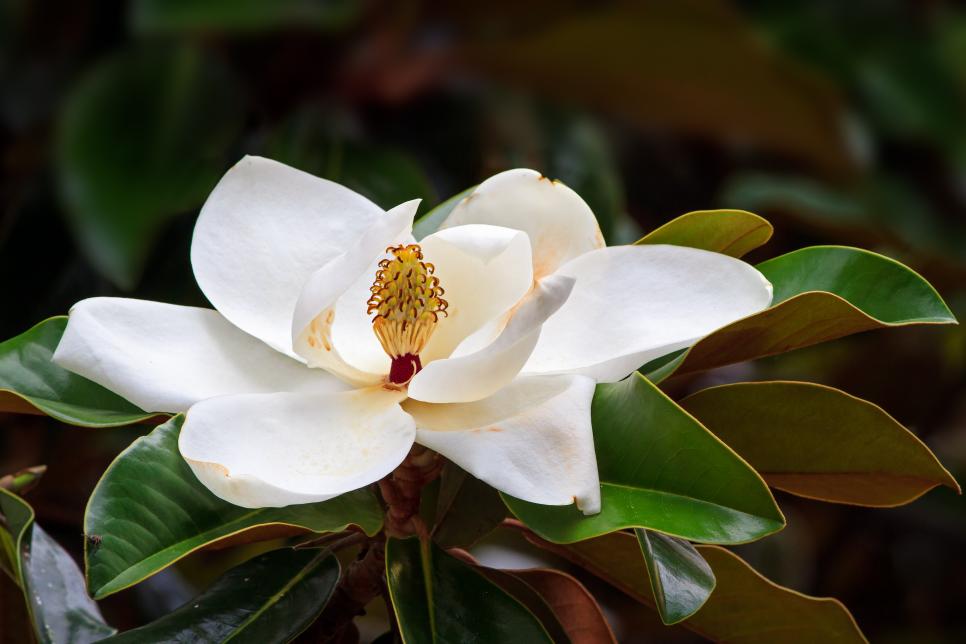 Árboles con flores para darle color al jardín