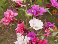 imagen Cuidados y cultivo de la Clarkia o Godetia