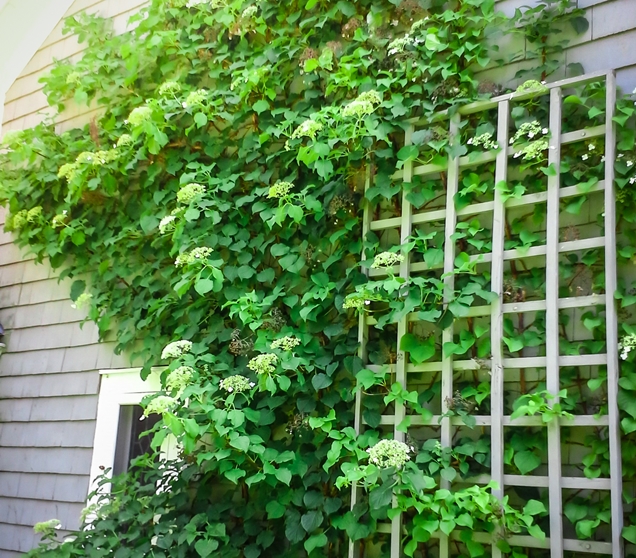 hydrangea petiolaris