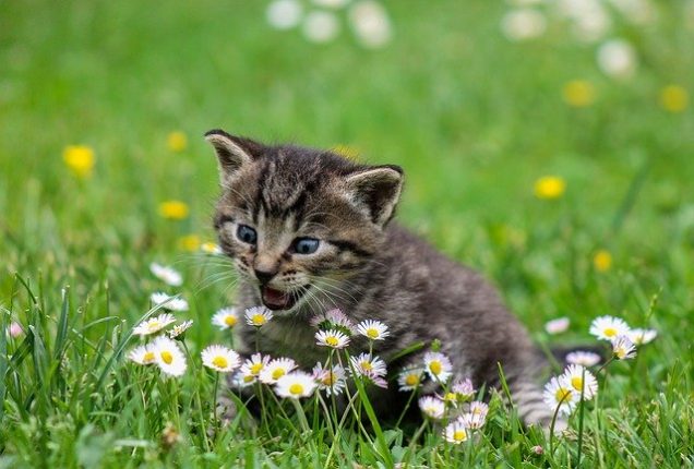 Cómo mantener a los gatos fuera de la tierra de mi jardín