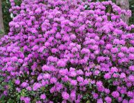 imagen Cuidados de las azaleas según su ubicación