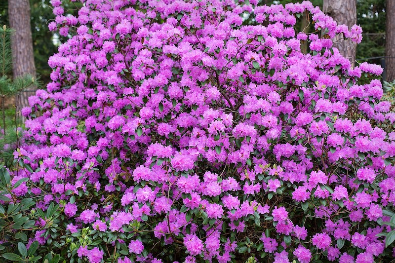 Cuidados de las azaleas según su ubicación