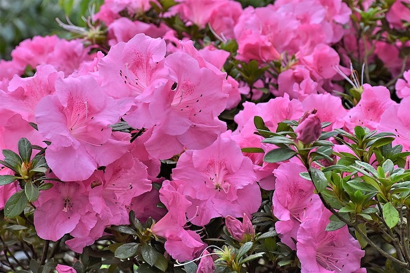 Cuidados de las azaleas según su ubicación