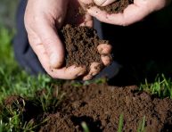 imagen ¿Cómo crear un suelo poroso saludable?