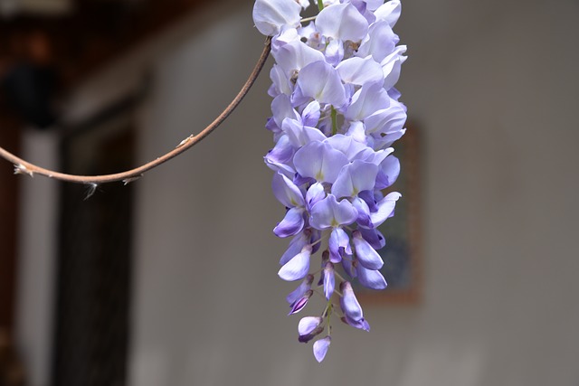 8 enredaderas con flores que le darán alegría tu jardín