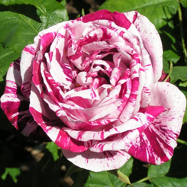 Diferentes tipos de rosas que deberías conocer – Parte III