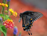 imagen 3 increíbles tipos de flores de Lantana