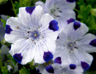 imagen Cuidados y cultivo de la Nemophila maculata