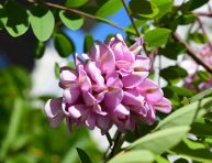 imagen Distintos tipos de Robinia pseudoacacia y sus usos