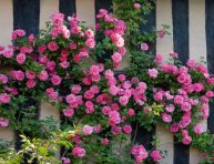 imagen Diferentes tipos de rosas que deberías conocer – Parte II