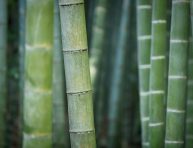 imagen 5 diferentes tipos de bambú
