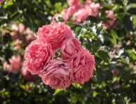 imagen Diferentes tipos de rosas que deberías conocer – Parte I