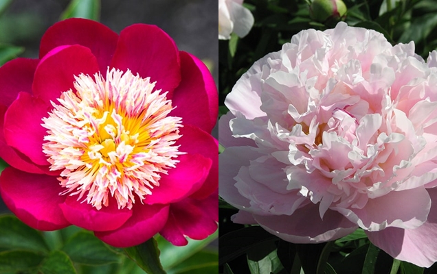 peonia