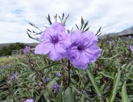 imagen Cuidado y cultivo de la Petunia mexicana