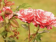 imagen Diferentes tipos de rosas que deberías conocer – Parte III