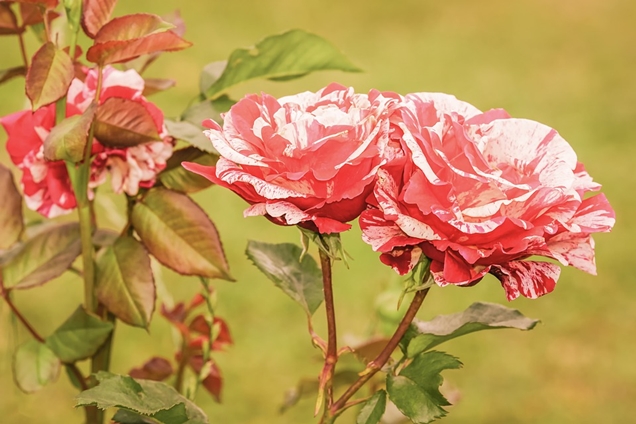 Diferentes tipos de rosas que deberías conocer – Parte III
