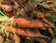 imagen ¿Qué plantar en el huerto durante el otoño?