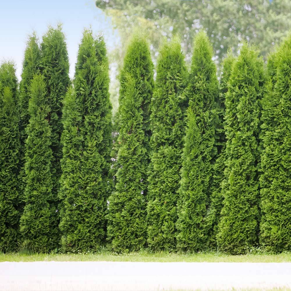 9 de arbustos y sus características y cuidados