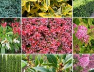 imagen 9 tipos de arbustos y sus características y cuidados