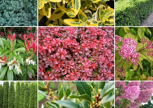 9 de arbustos y sus características y cuidados
