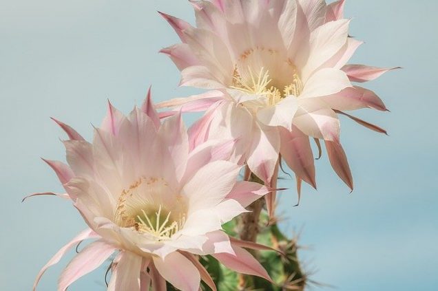 10 tipos de cactus que crecen en Latinoamérica