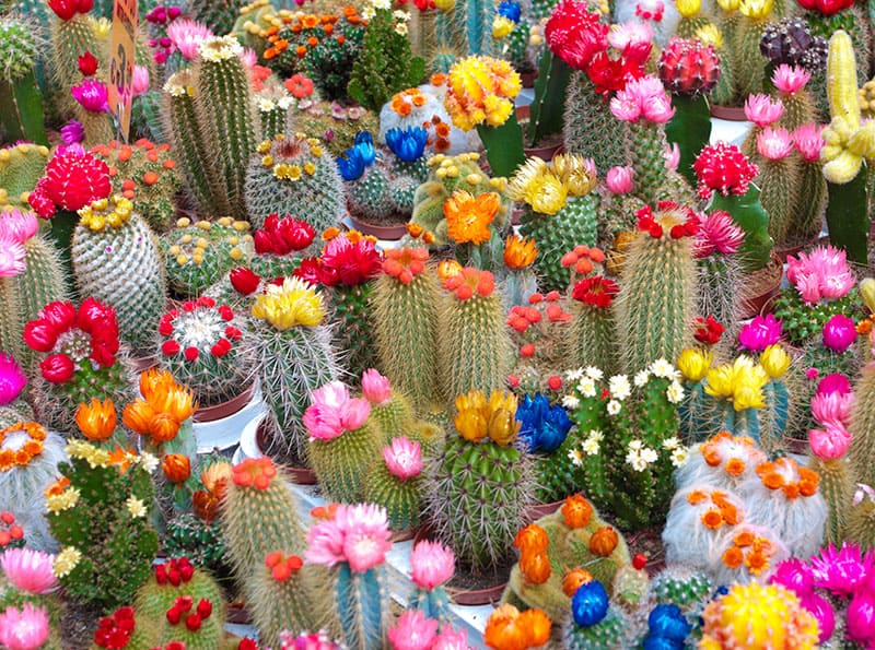 jardin de cactus