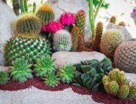 imagen 5 ideas de jardín de cactus