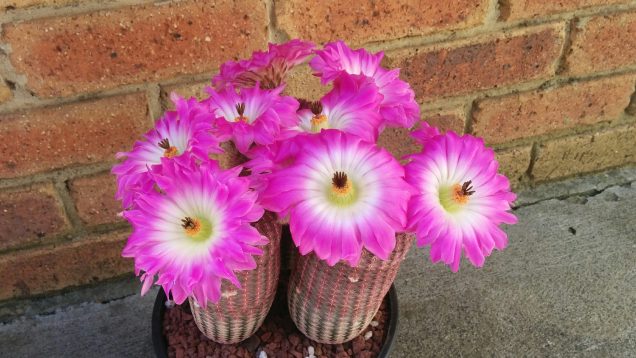 echinocereus