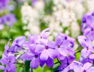 imagen Estas son las flores más fragantes del mundo
