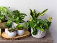 imagen 7 plantas de interior casi invencibles