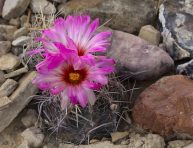 imagen Cuidados del Thelocactus bicolor o Gloria de Texas