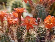 imagen Cómo trasplantar un cactus en el jardín