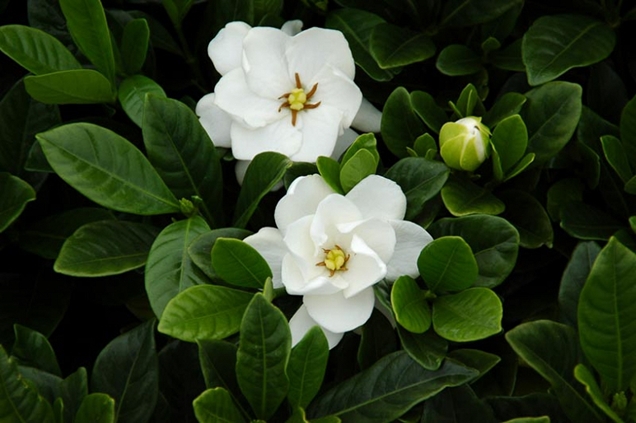 5 plantas con flores blancas