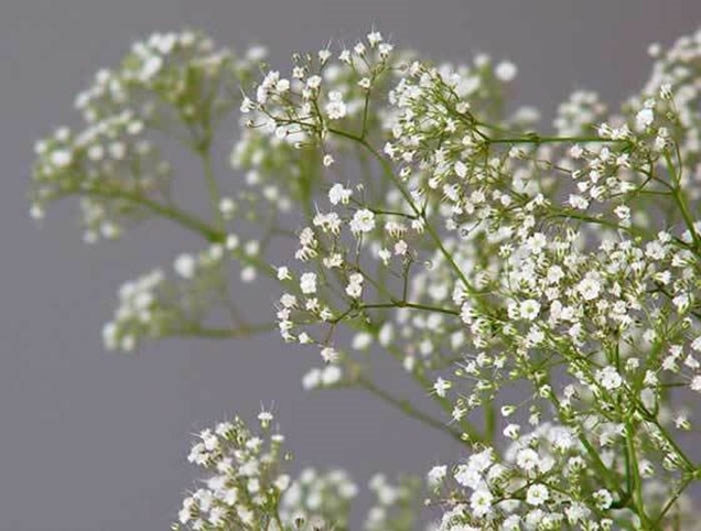 5 plantas con flores blancas
