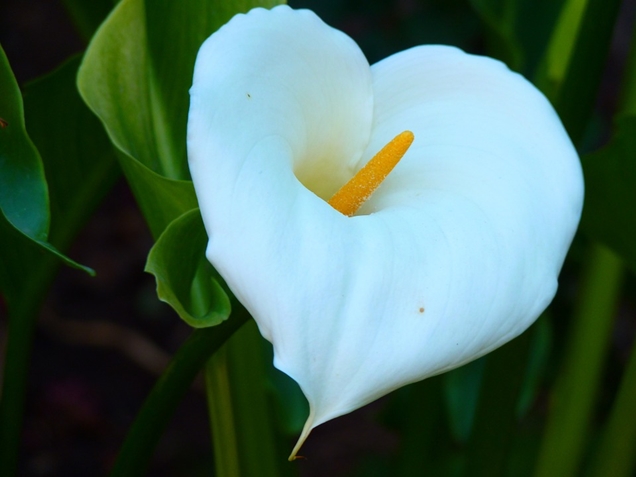 5 plantas con flores blancas