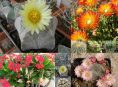 imagen 10 tipos de cactus y suculentas para personas ocupadas