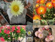 imagen 10 tipos de cactus y suculentas para personas ocupadas