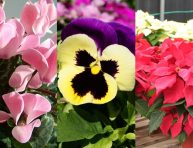 imagen ¿Qué cultivar en invierno para tu jardín de flores?