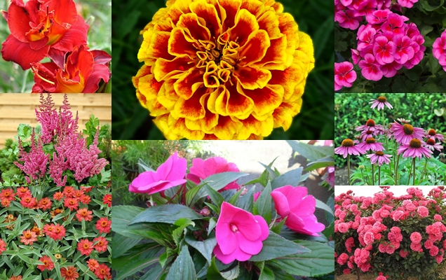 8 flores fáciles de cultivar