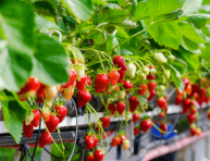 imagen Cómo cultivar fresas hidropónicamente