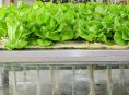 imagen Cómo cultivar lechugas hidropónicas