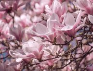 imagen Cómo cultivar una magnolia mediante semillas
