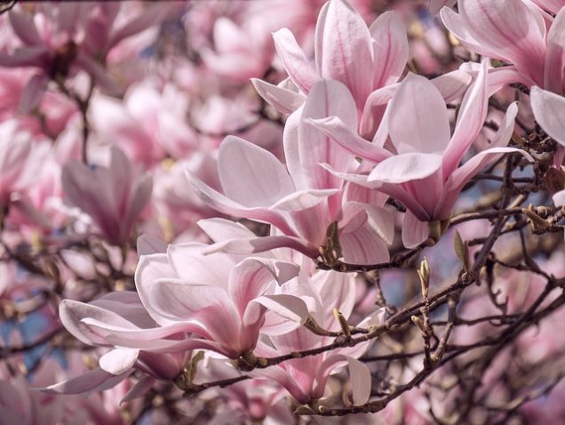 cultivar una magnolia mediante semillas