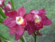 imagen 5 tipos de orquídeas populares