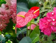 imagen 3 plantas con flores tropicales para embellecer tu jardín