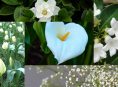 imagen 5 plantas con flores blancas