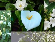 imagen 5 plantas con flores blancas