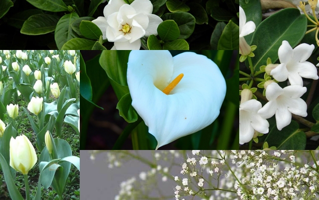 5 plantas con flores blancas