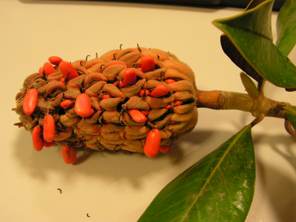 C mo Cultivar Una Magnolia Mediante Semillas C mo Cultivar Una Magnolia Mediante Semillas