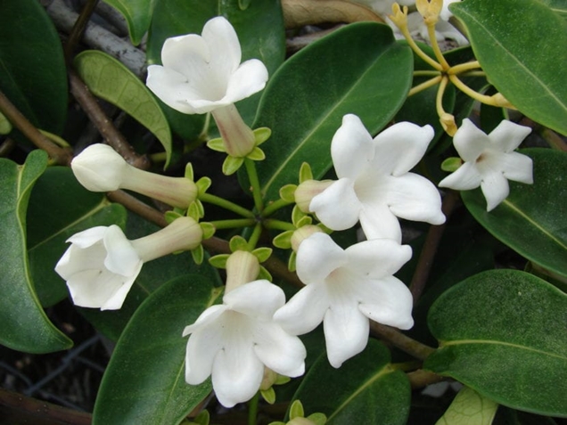 5 plantas con flores blancas